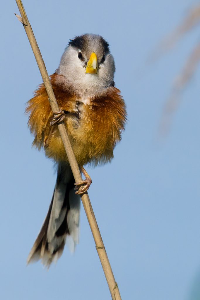 Reed Parrotbill