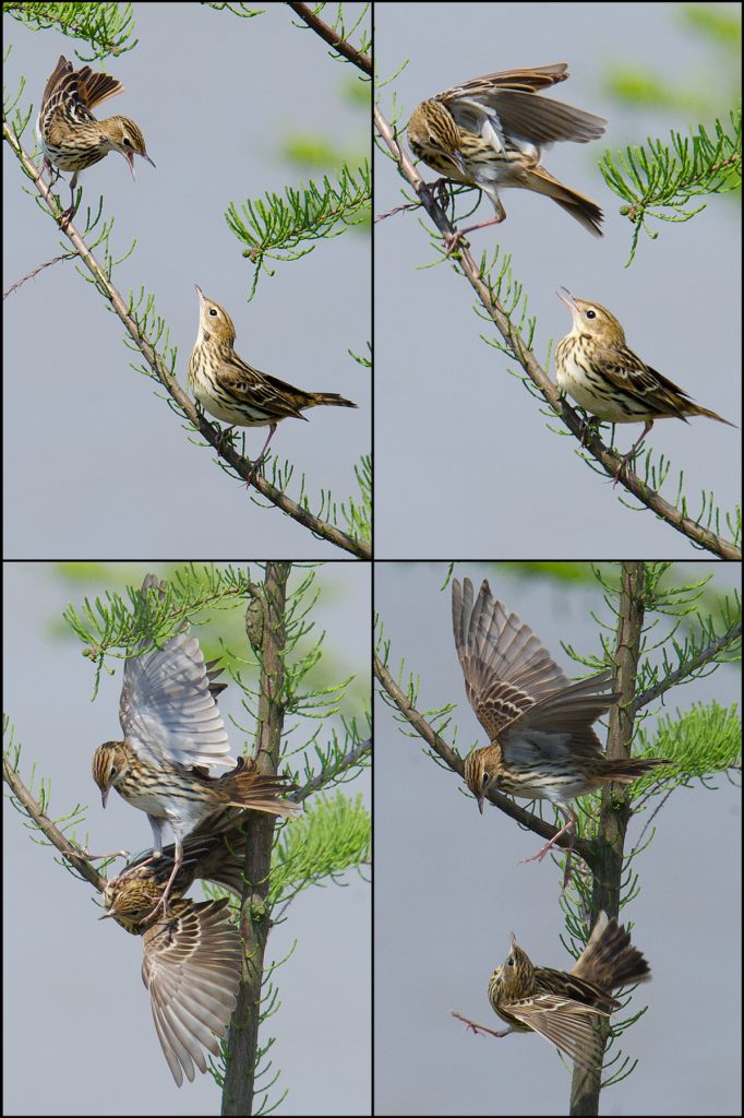 Pechora Pipit