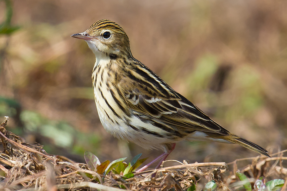 Pechora Pipit