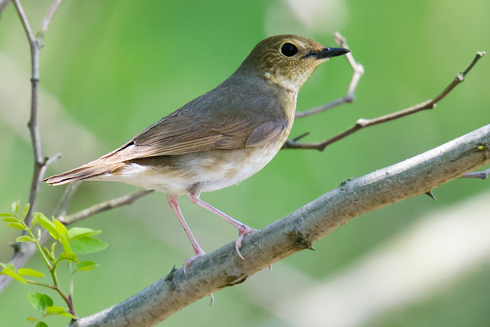 Siberian Blue Robin