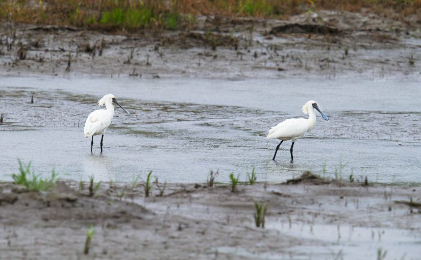 Black-faced Spoonbill in sub-adult plumage, Nanhui, Shanghai, China, 7 May 2016. The spoonbills were taking advantage of the rainy weather, using pools just below the sea wall road. The road is busy when the weather is good but on rainy days is quiet.