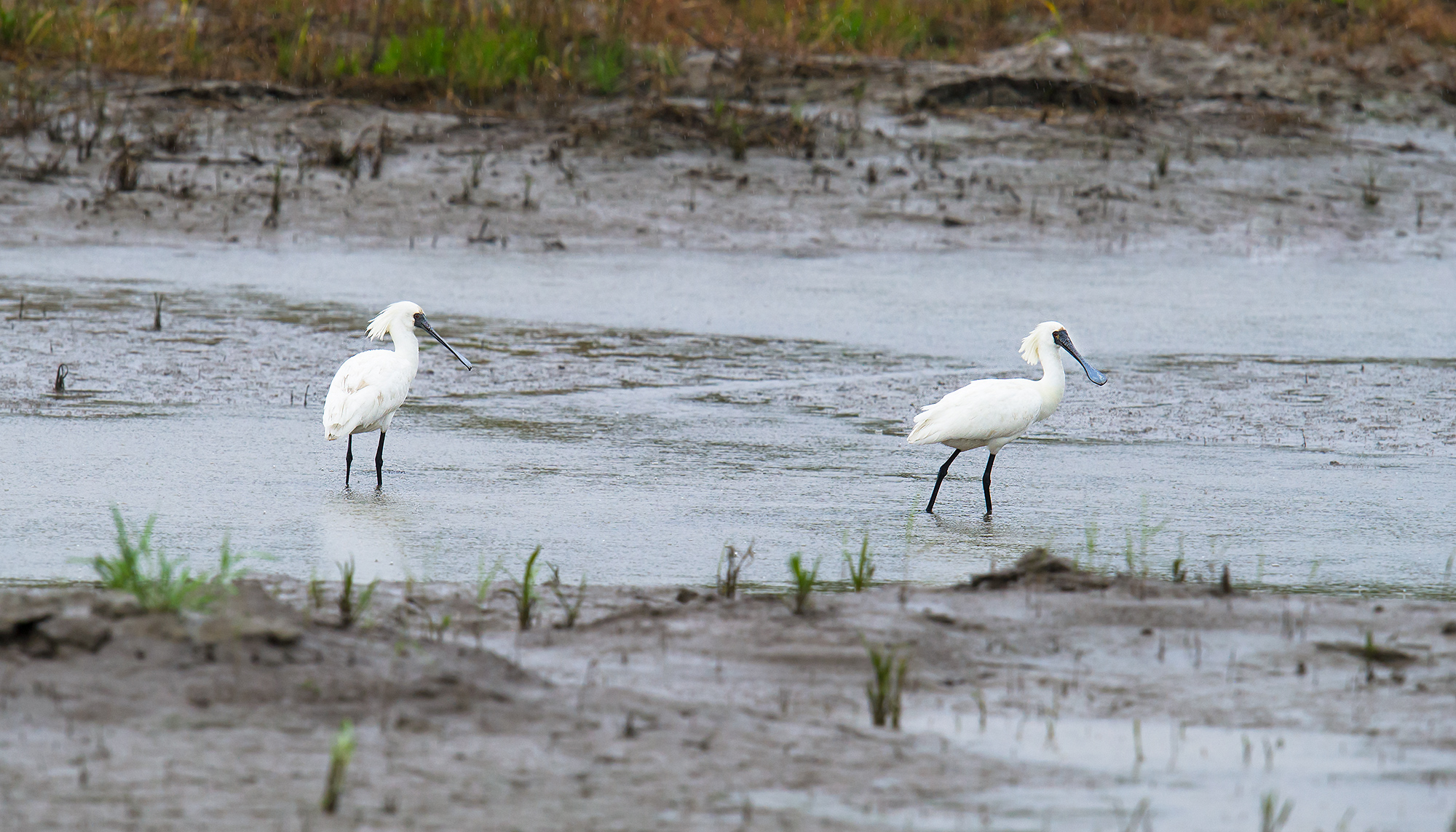 Black-faced Spoonbill