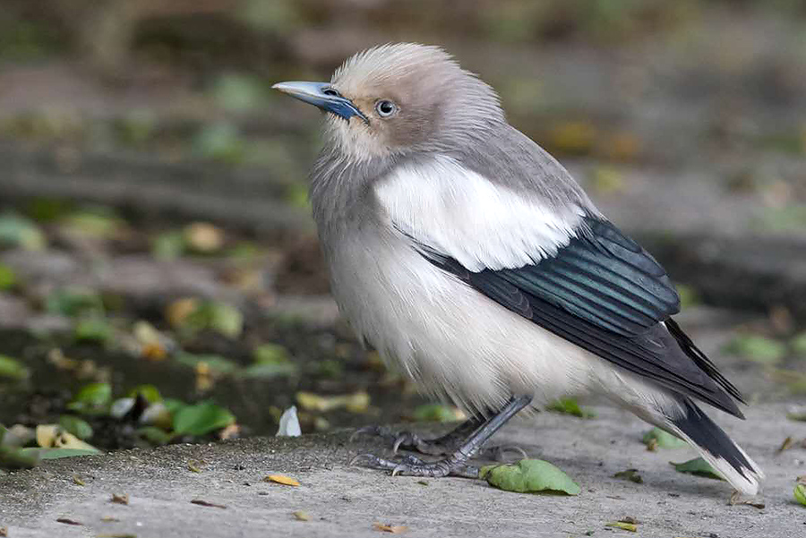 White-shouldered Starling Sturnia sinensis, Nanhui, 3 May 2016. Photo by Kai Pflug.