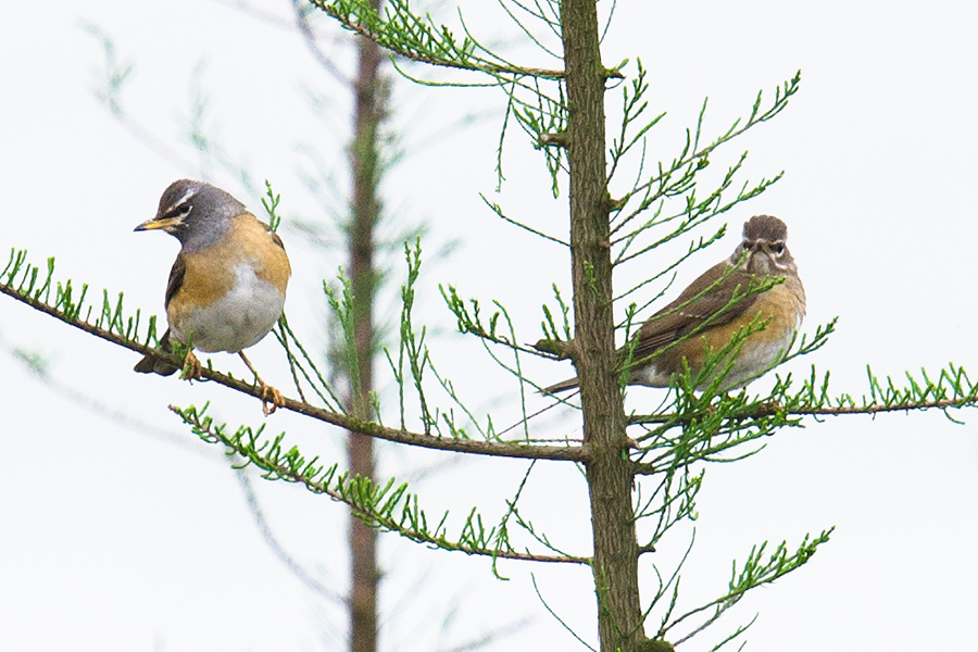 Eyebrowed Thrush