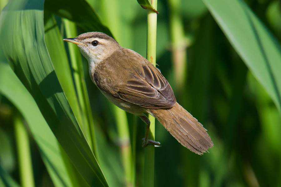 Black-browed Reed Warbler