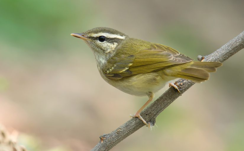 Pale-legged/Sakhalin Leaf Warbler Phylloscopus tenellipes/borealoides, Yangkou, Rudong, Jiangsu, China, 1 May 2014. Some authors note minor differences in plumage and bare parts, but the features overlap, making non-singing Pale-legged and Sakhalin virtually indistinguishable in the field. The species pair is distinguishable from other leaf warblers by their very pale, pink legs. The species pump the tail steadily and often cling to tree trunks, somewhat like a nuthatch. Pale-legged breeds in the Russian Far East and northeast China; Sakhalin breeds on Sakhalin Island and in Japan.
