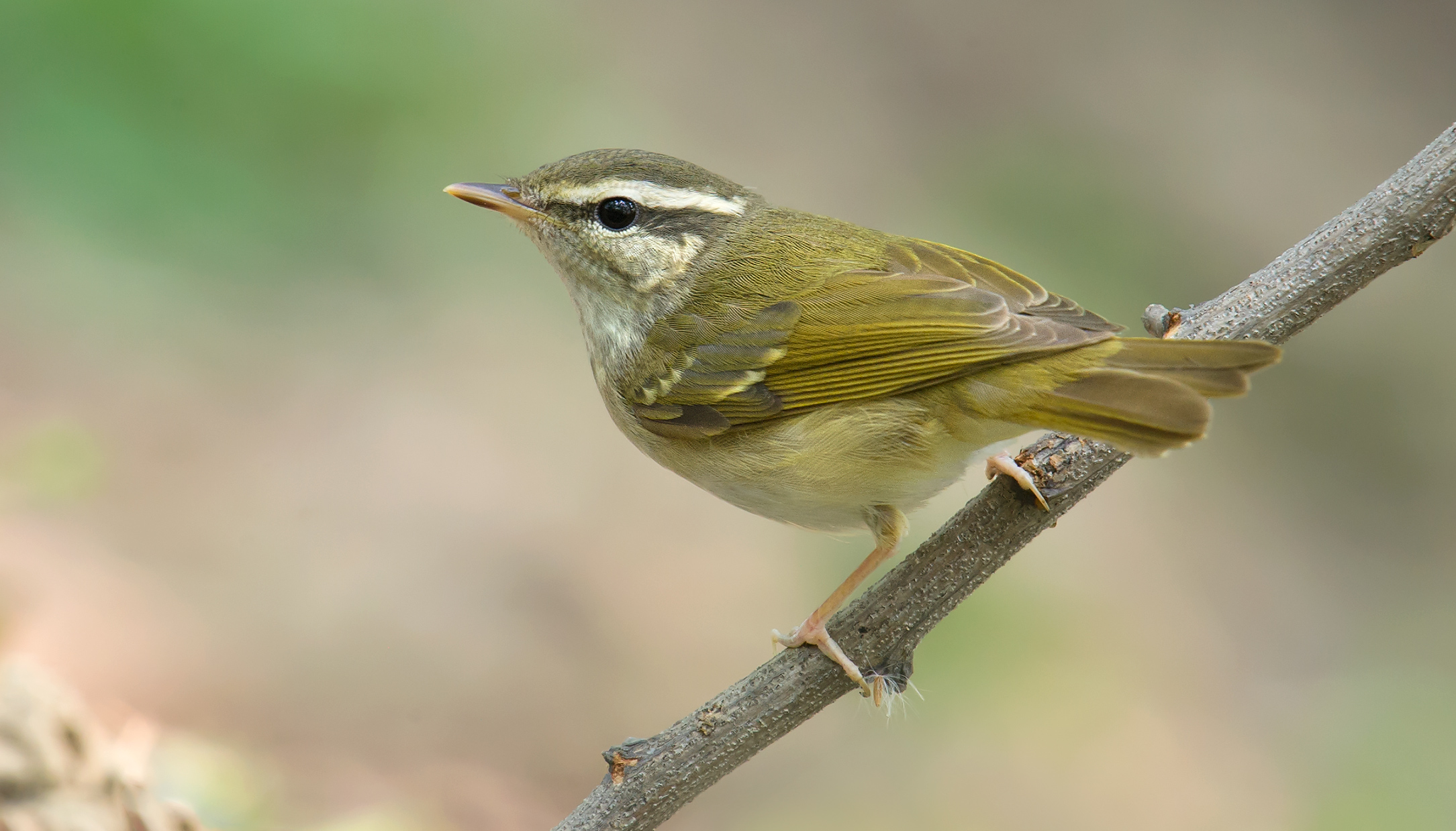 Pale-legged Leaf Warbler