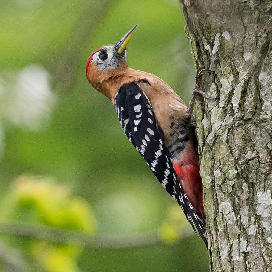 Rufous-bellied Woodpecker, Chongming Island, Shanghai, 14 May 2016. Photo by Kai Pflug.