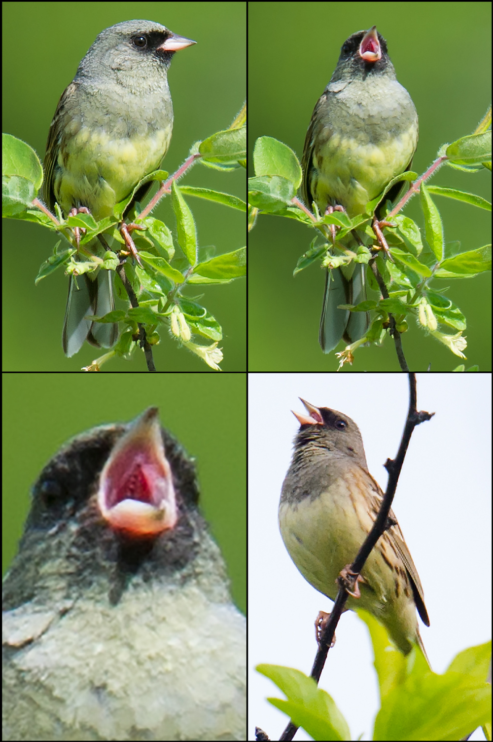 Black-faced Bunting