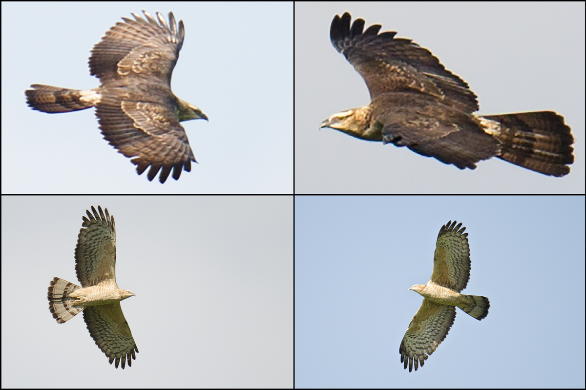 Crested Honey Buzzard