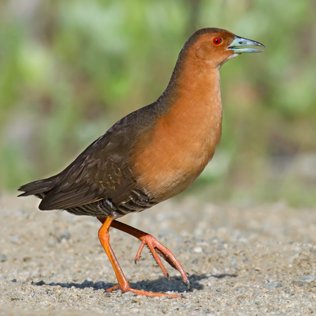 Band-bellied Crake