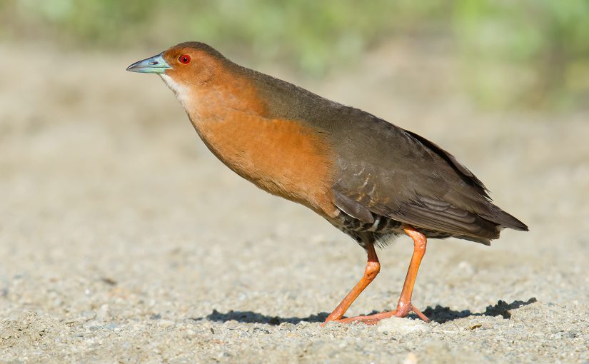 Band-bellied Crake, 8 June 2016, Boli, Heilongjiang, China. Photo by Craig Brelsford.