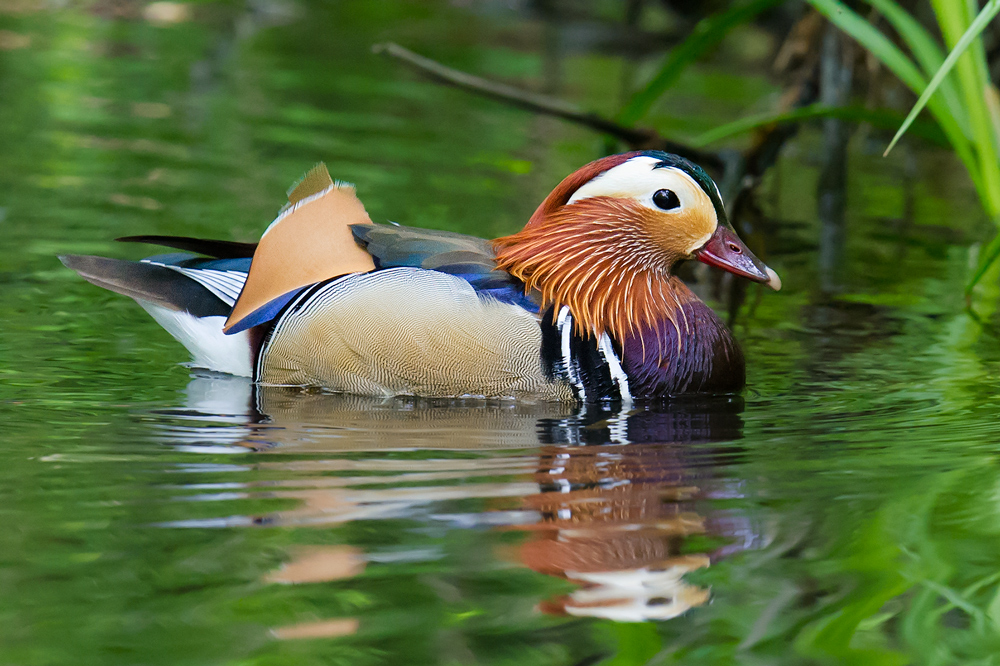 Mandarin Duck