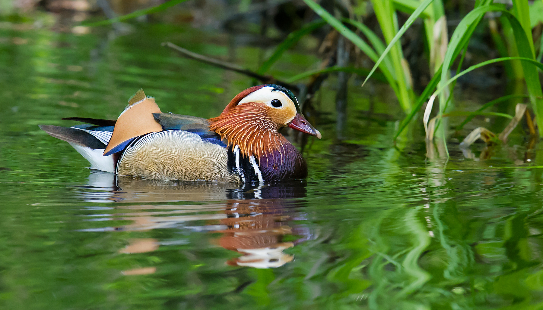 Mandarin Duck