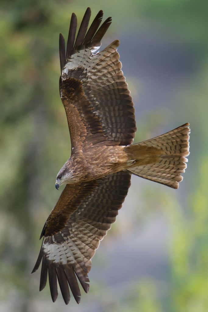 Black Kite