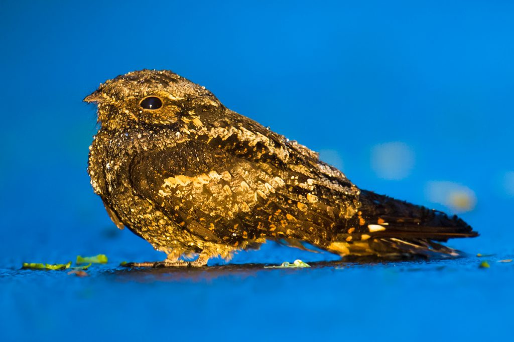 Grey Nightjar