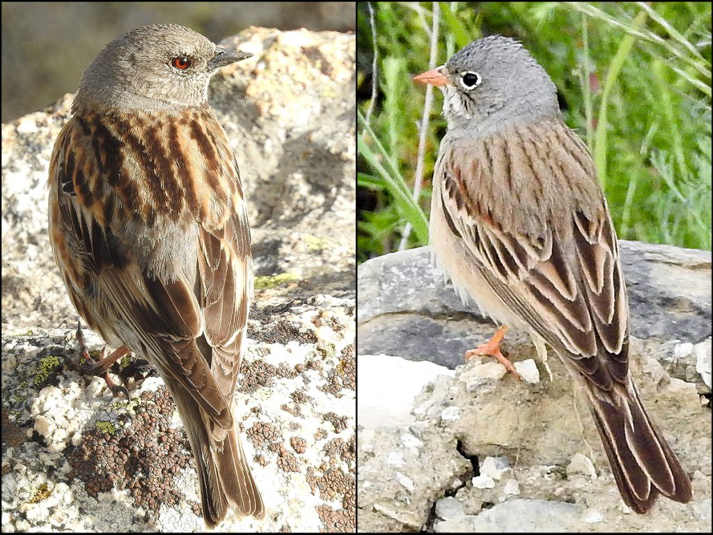 Accentor and Bunting