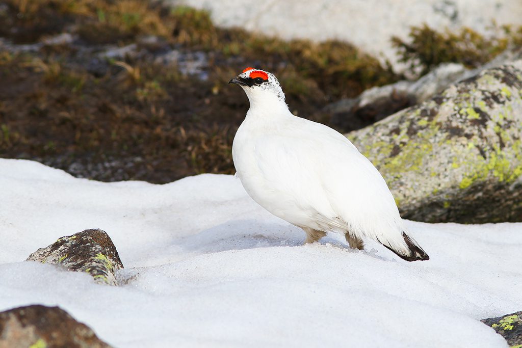 Rock Ptarmigan