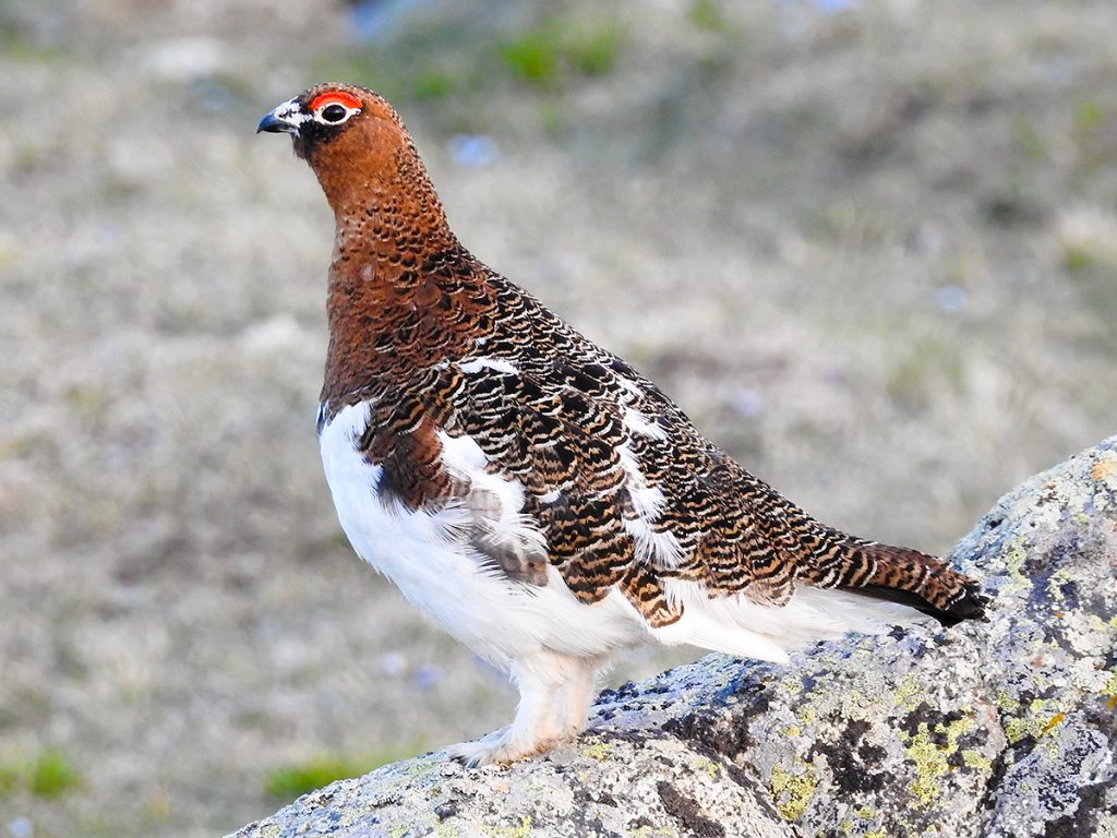 Willow Ptarmigan