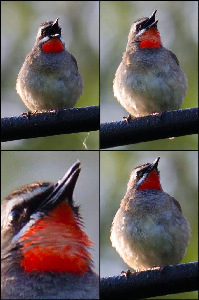 Siberian Rubythroat