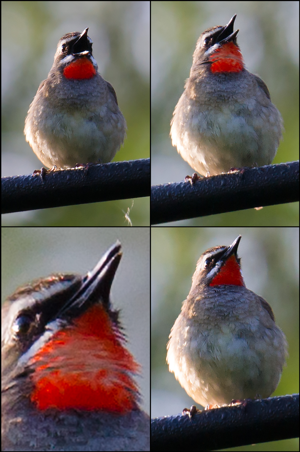 Siberian Rubythroat