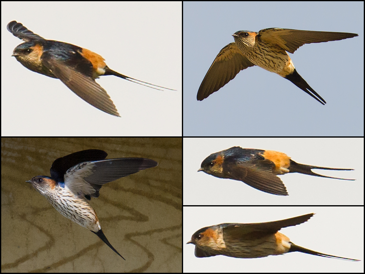 Red-rumped Swallow