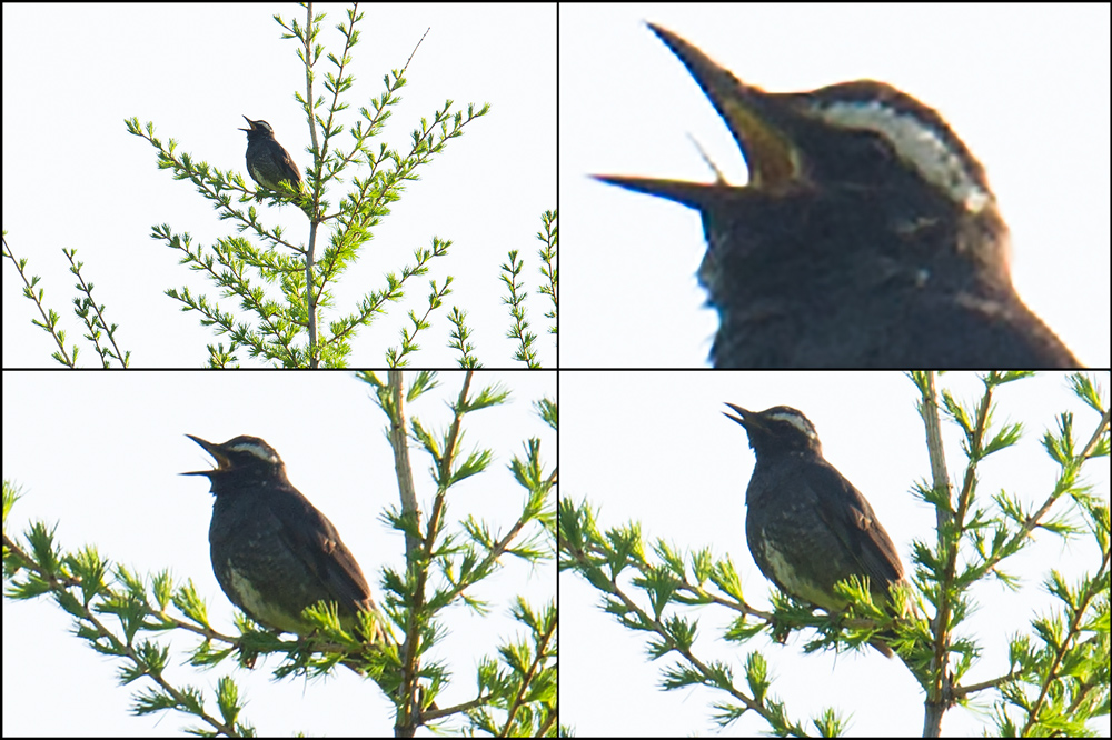 Siberian Thrush