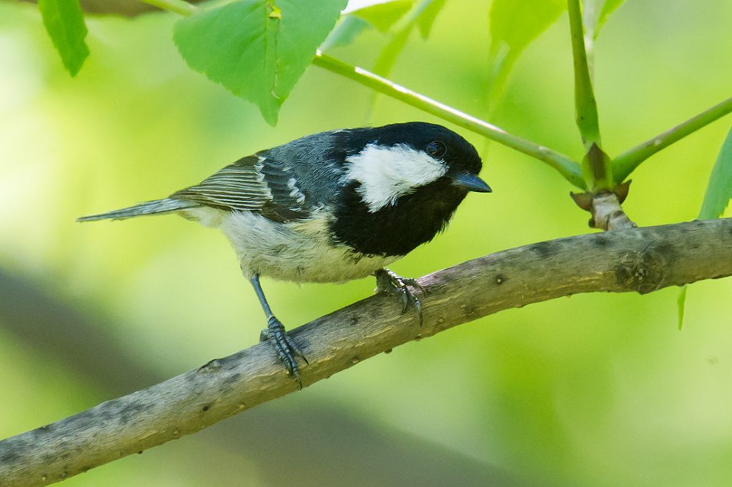 Coal Tit