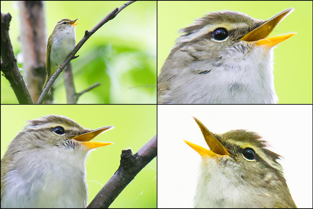 Eastern Crowned Warbler, Xidaquan National Forest, 29 May 2016.