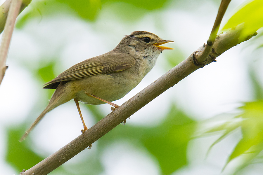 Radde's Warbler