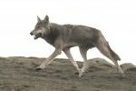 Grey Wolf