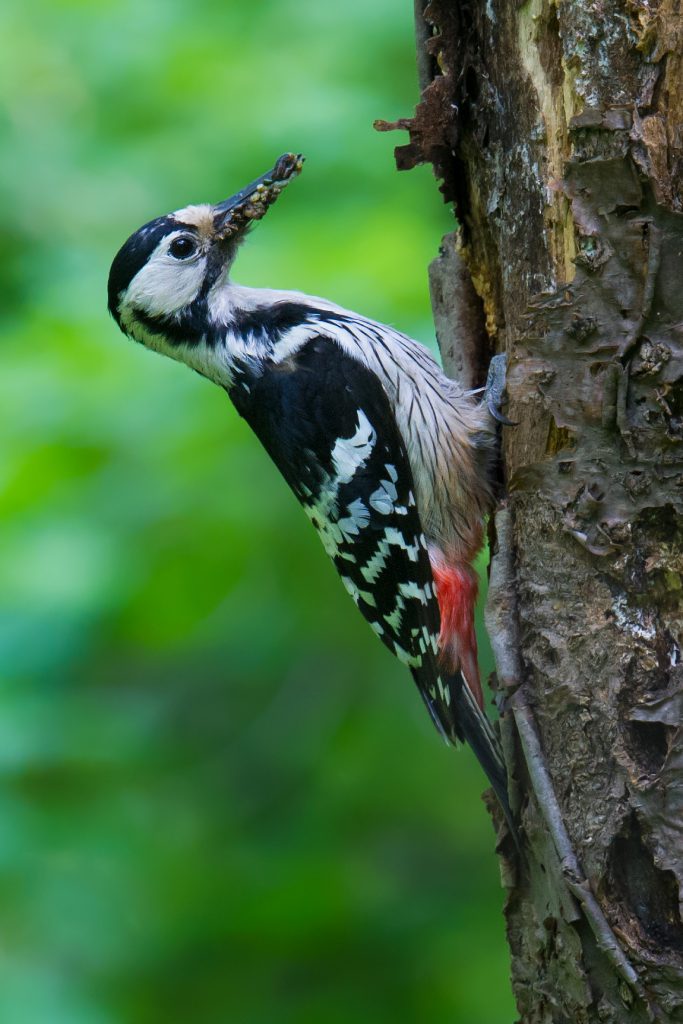 White-backed Woodpecker