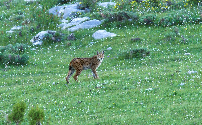 Tibetan Lynx, Kanda Mountain, Qinghai