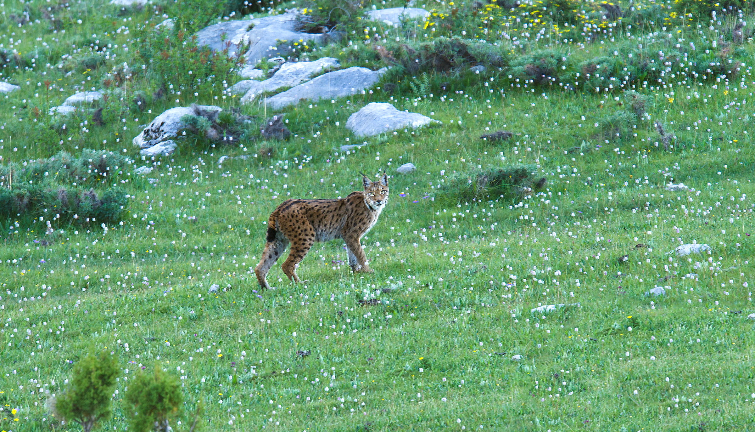 Tibetan Lynx