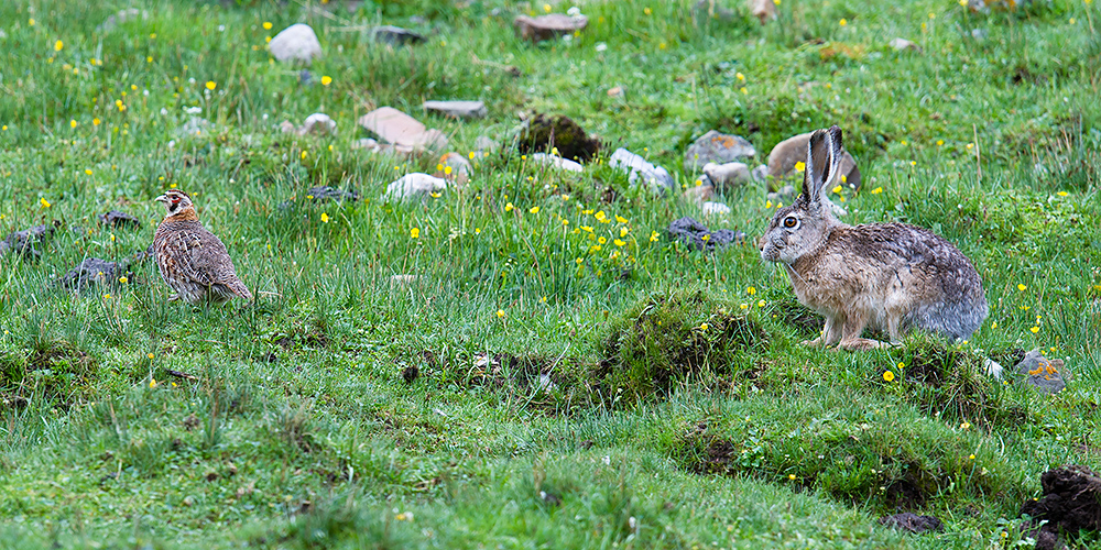 Tibetan Partridge and Woolly Hare