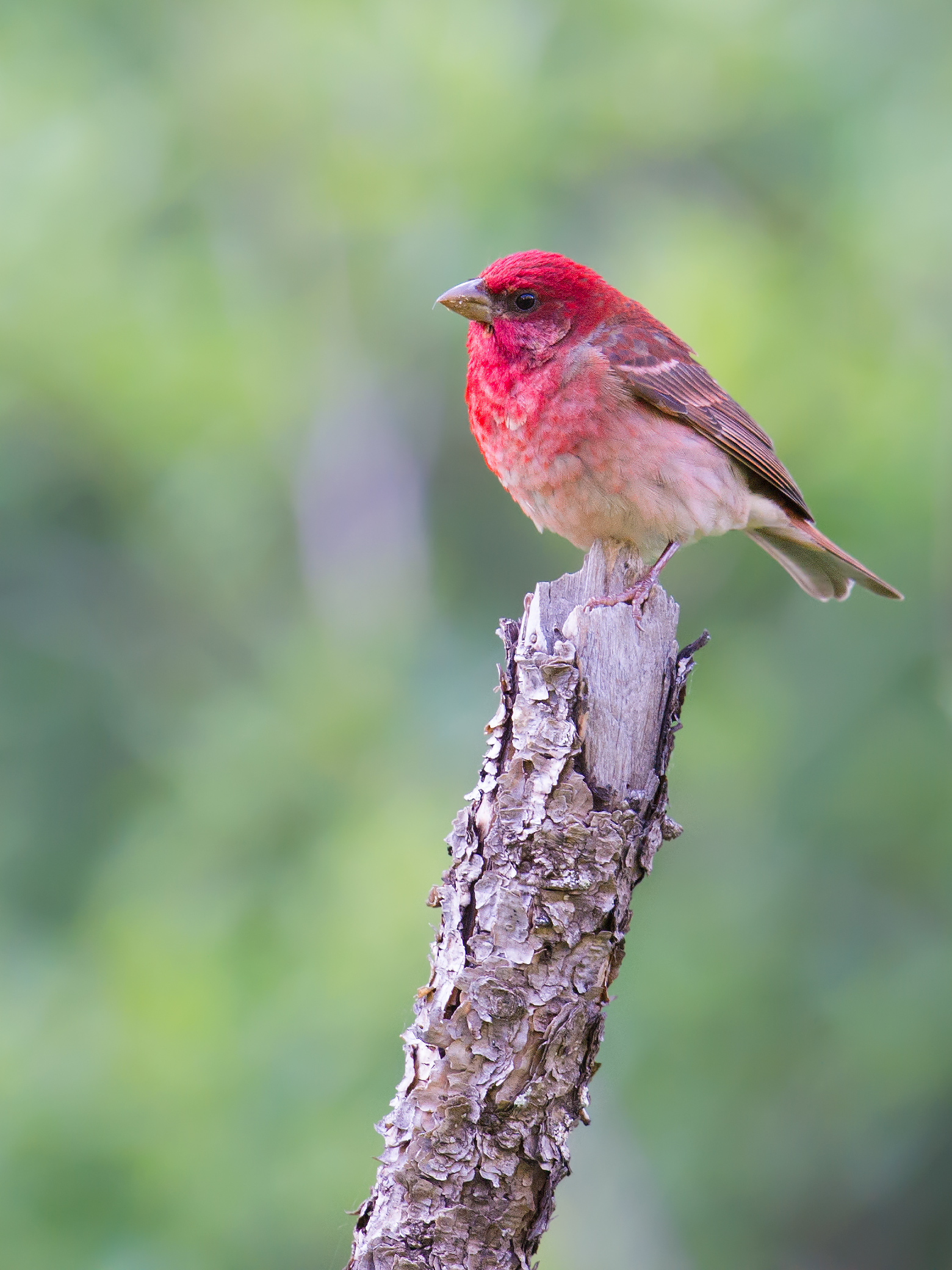 Common Rosefinch