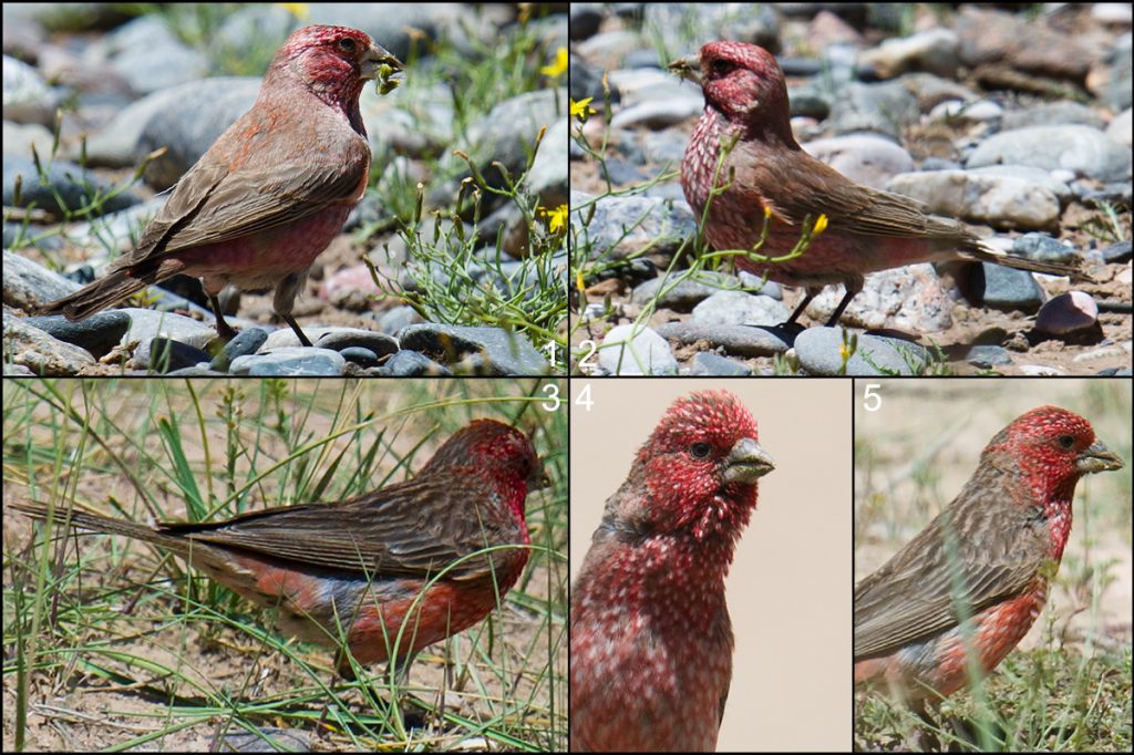 rosefinches