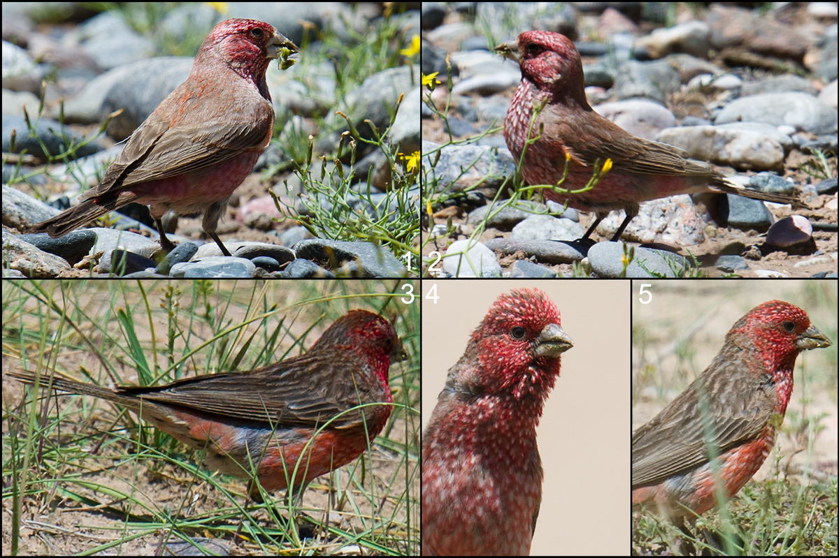 Great Rosefinch, Streaked Rosefinch