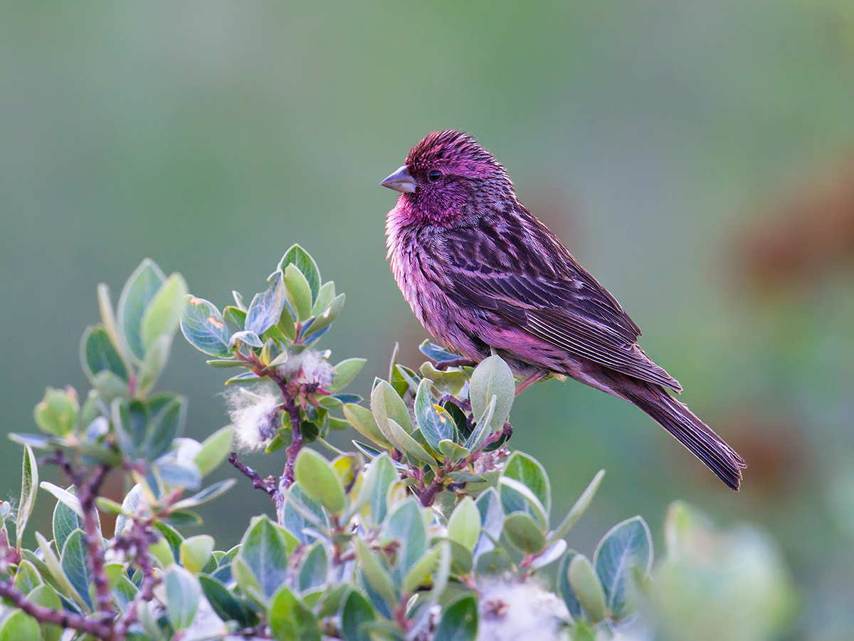 Himalayan Beautiful Rosefinch