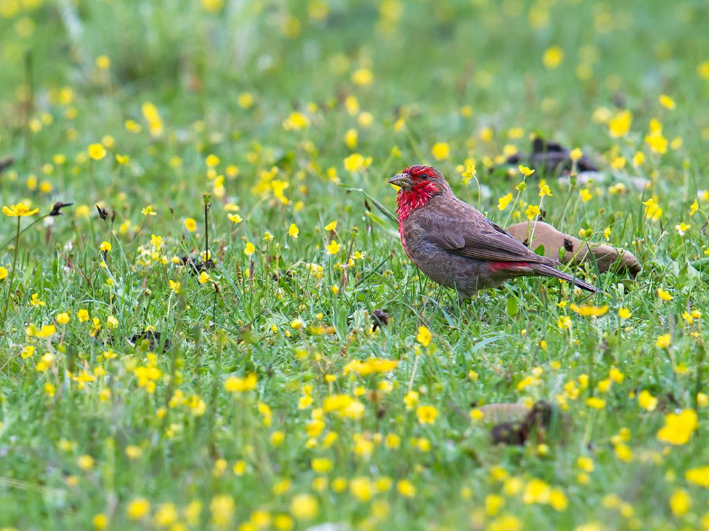 Red-fronted Rosefinch