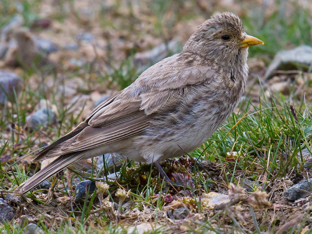 Tibetan Rosefinch