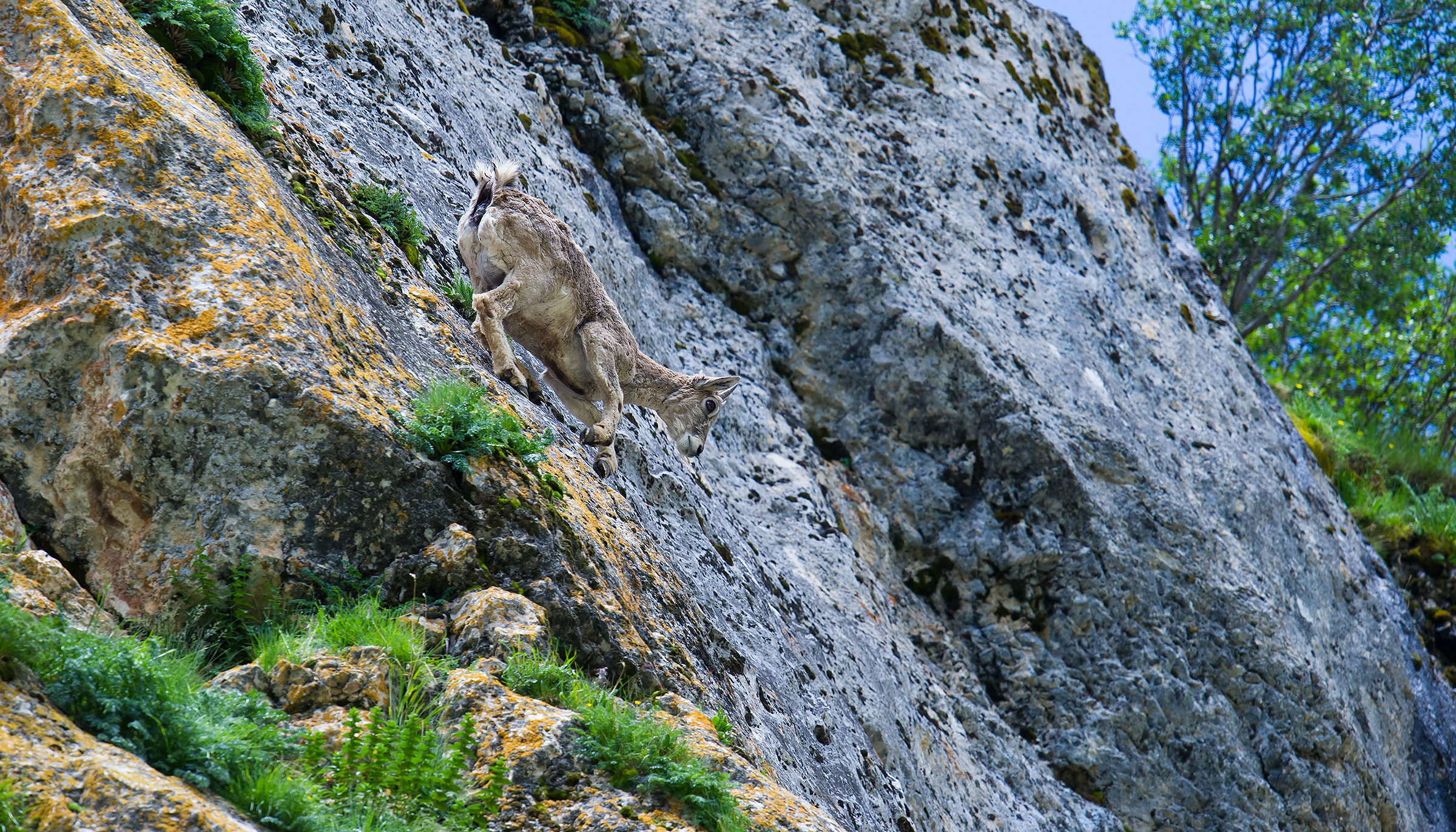 Blue Sheep