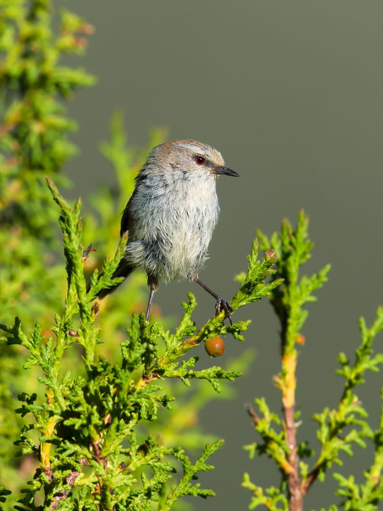 White-browed Tit-Warbler