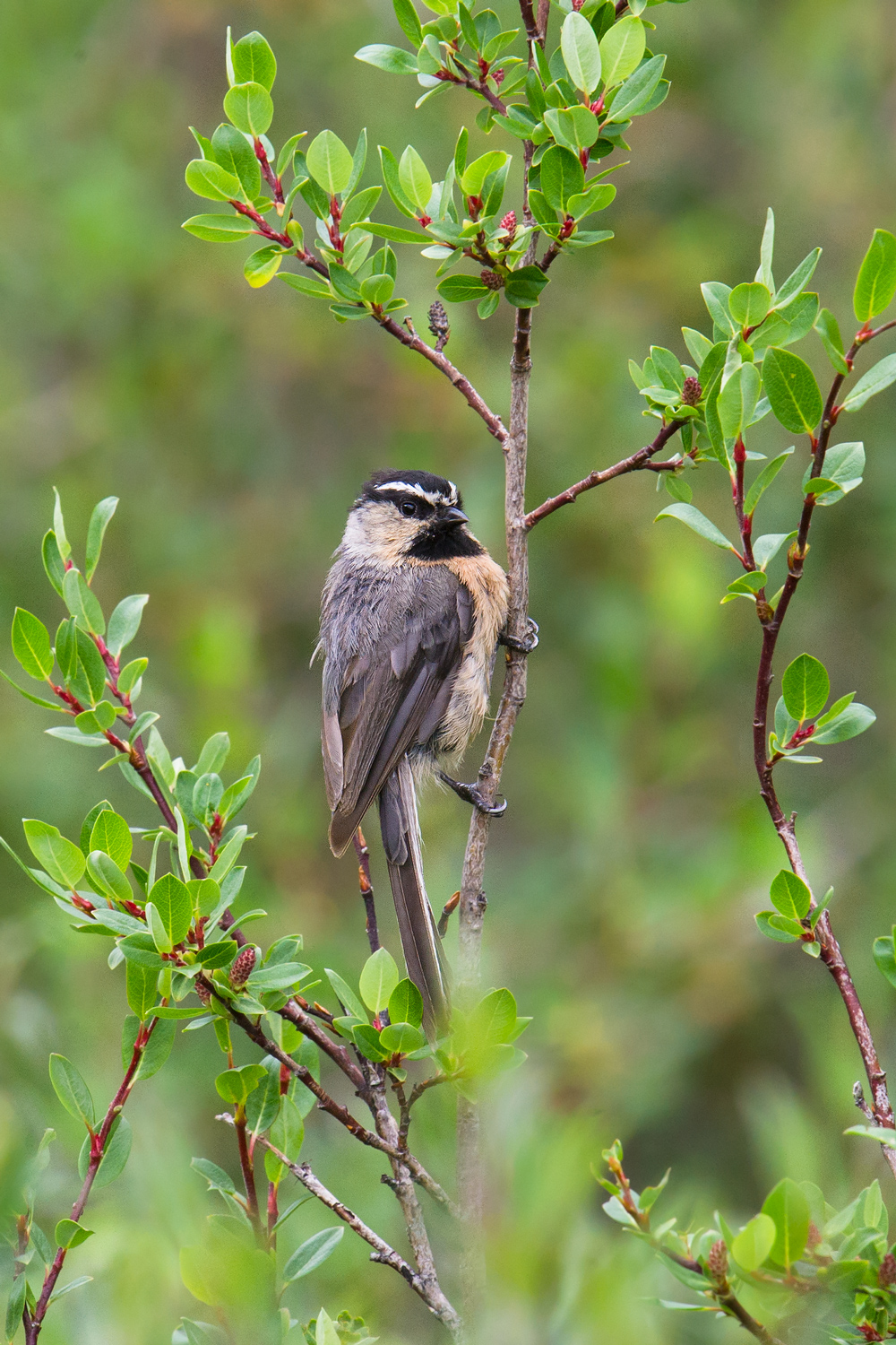 White-browed Tit