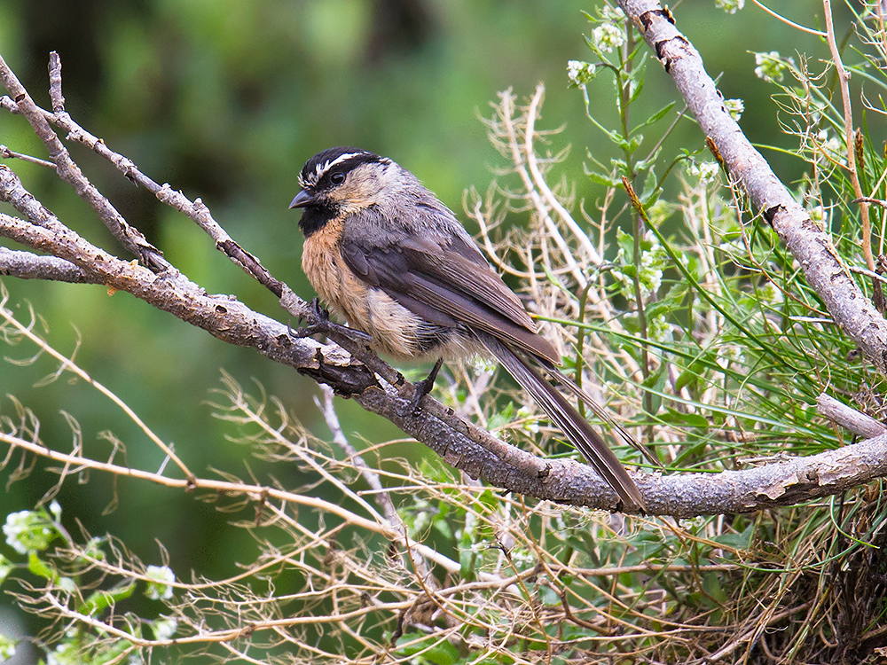 White-browed Tit
