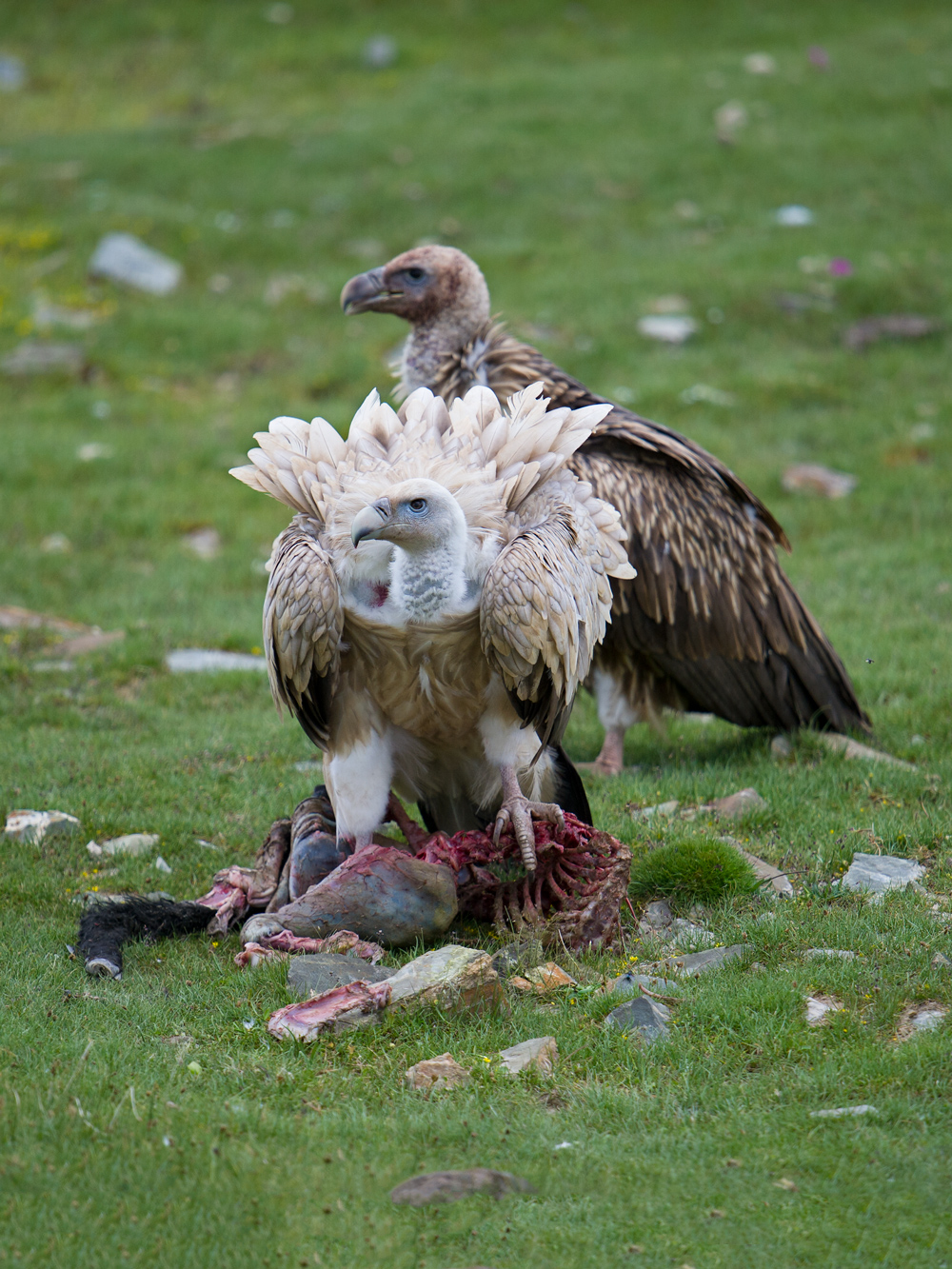 Himalayan Vulture