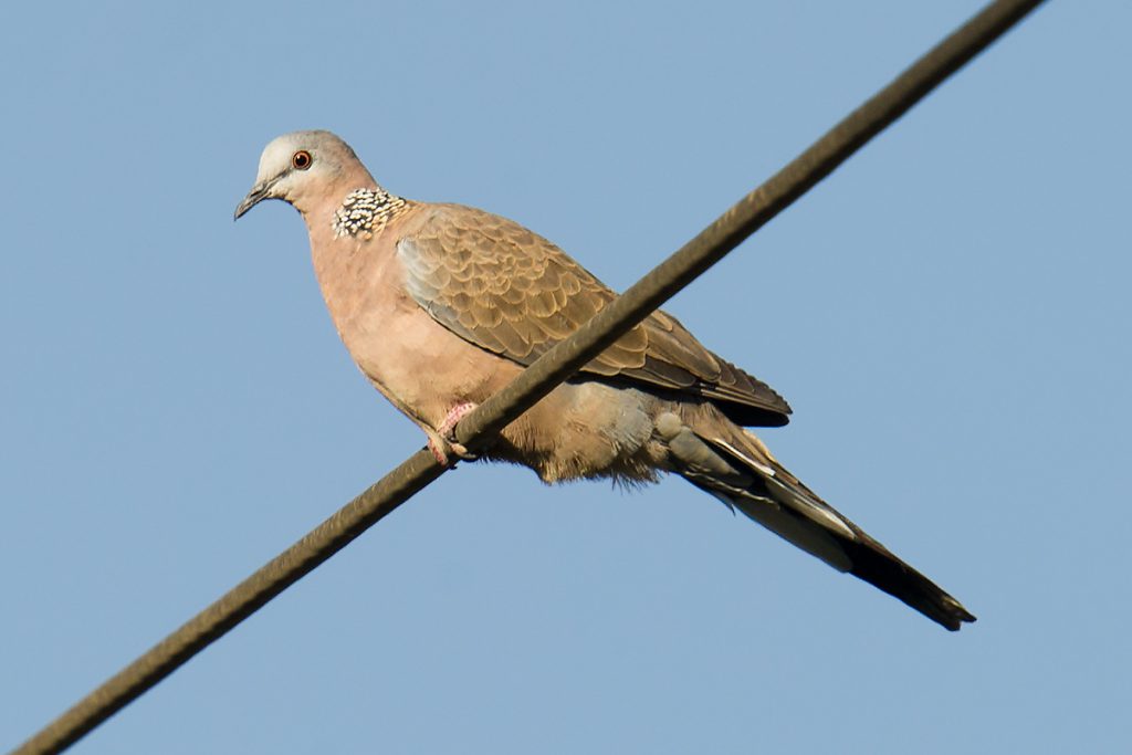 Spotted Dove