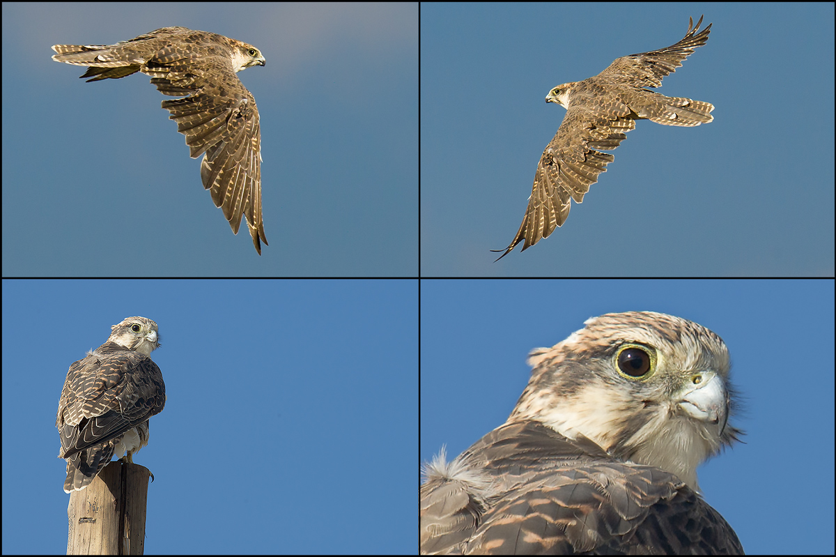 Saker Falcon