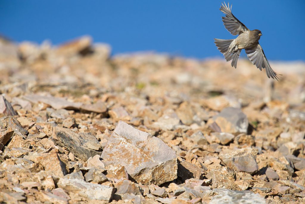 Brandt's Mountain Finch