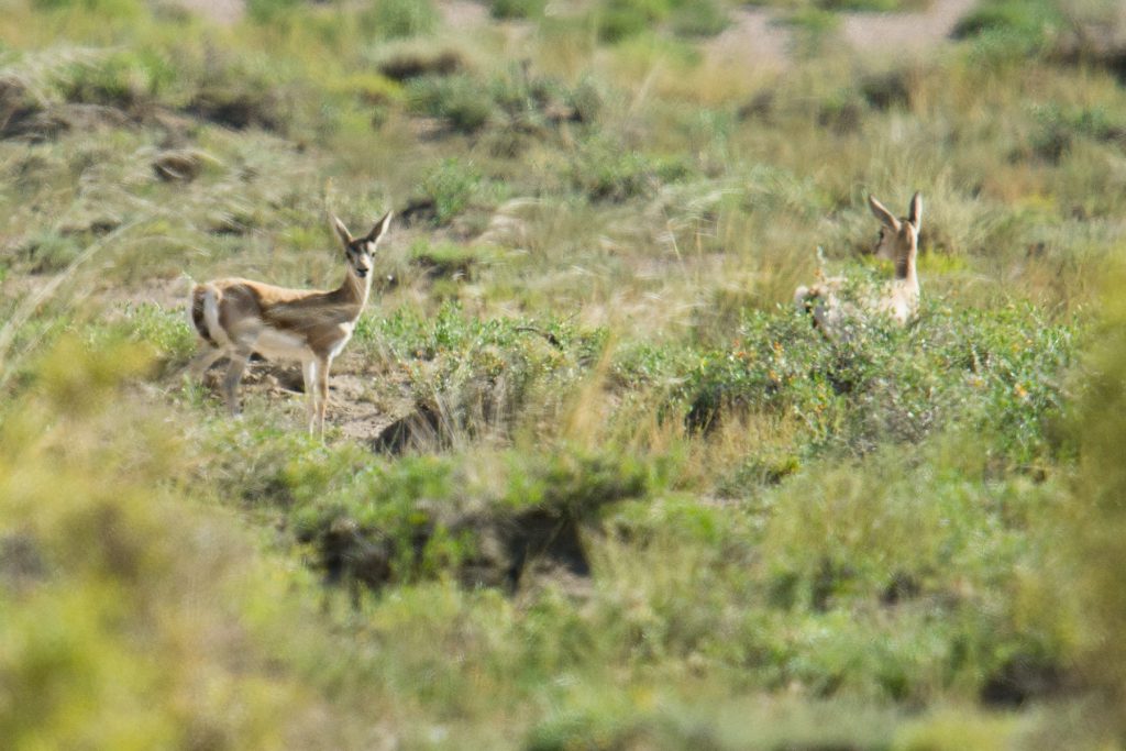 Goitered Gazelle